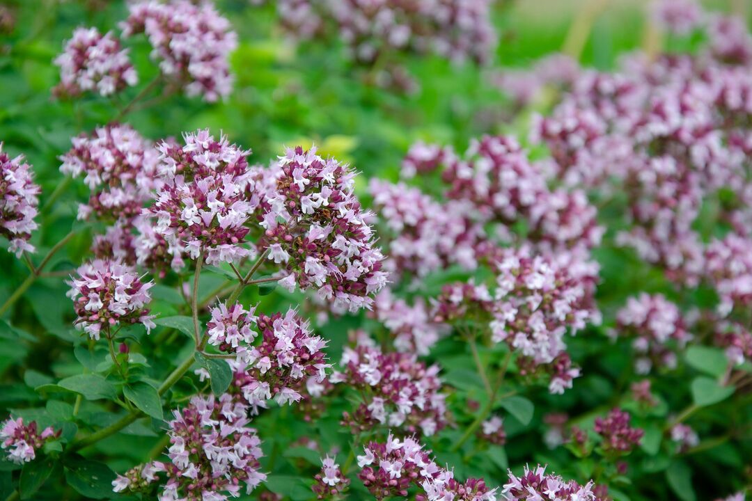 pianta di origano per il trattamento della candidosi
